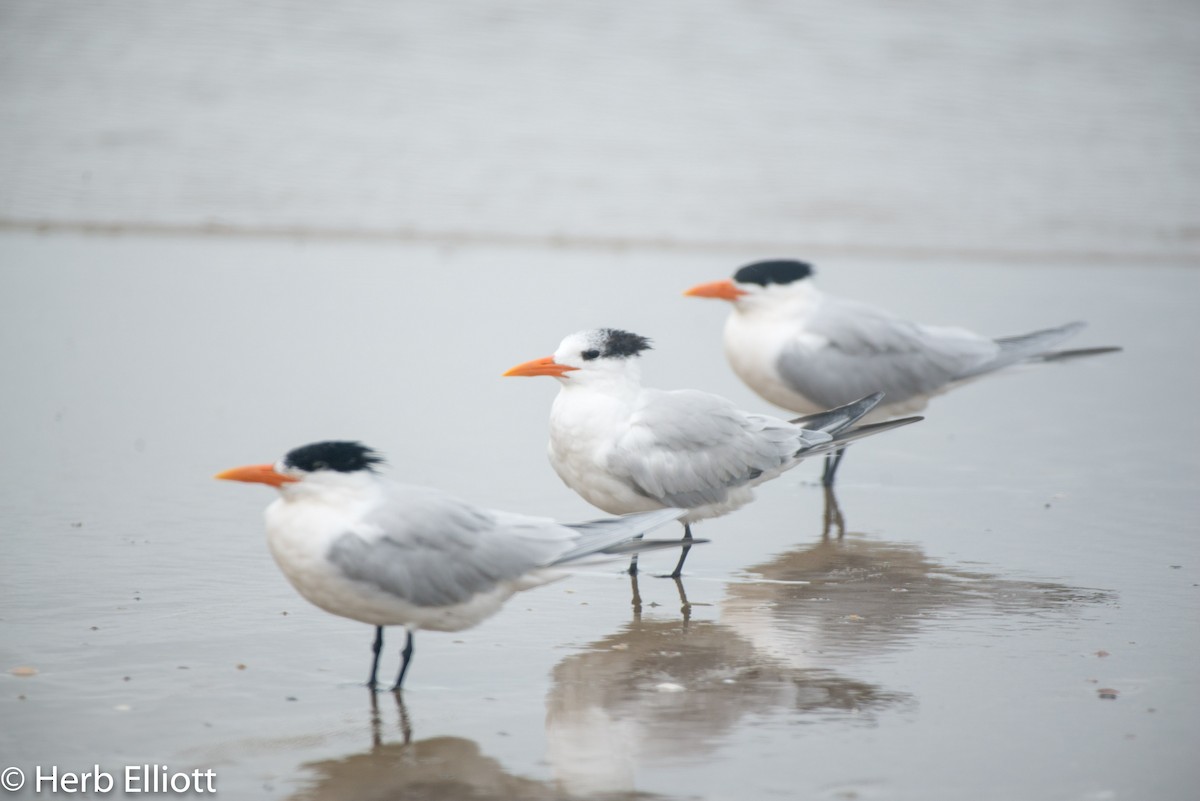 Royal Tern - ML142988081