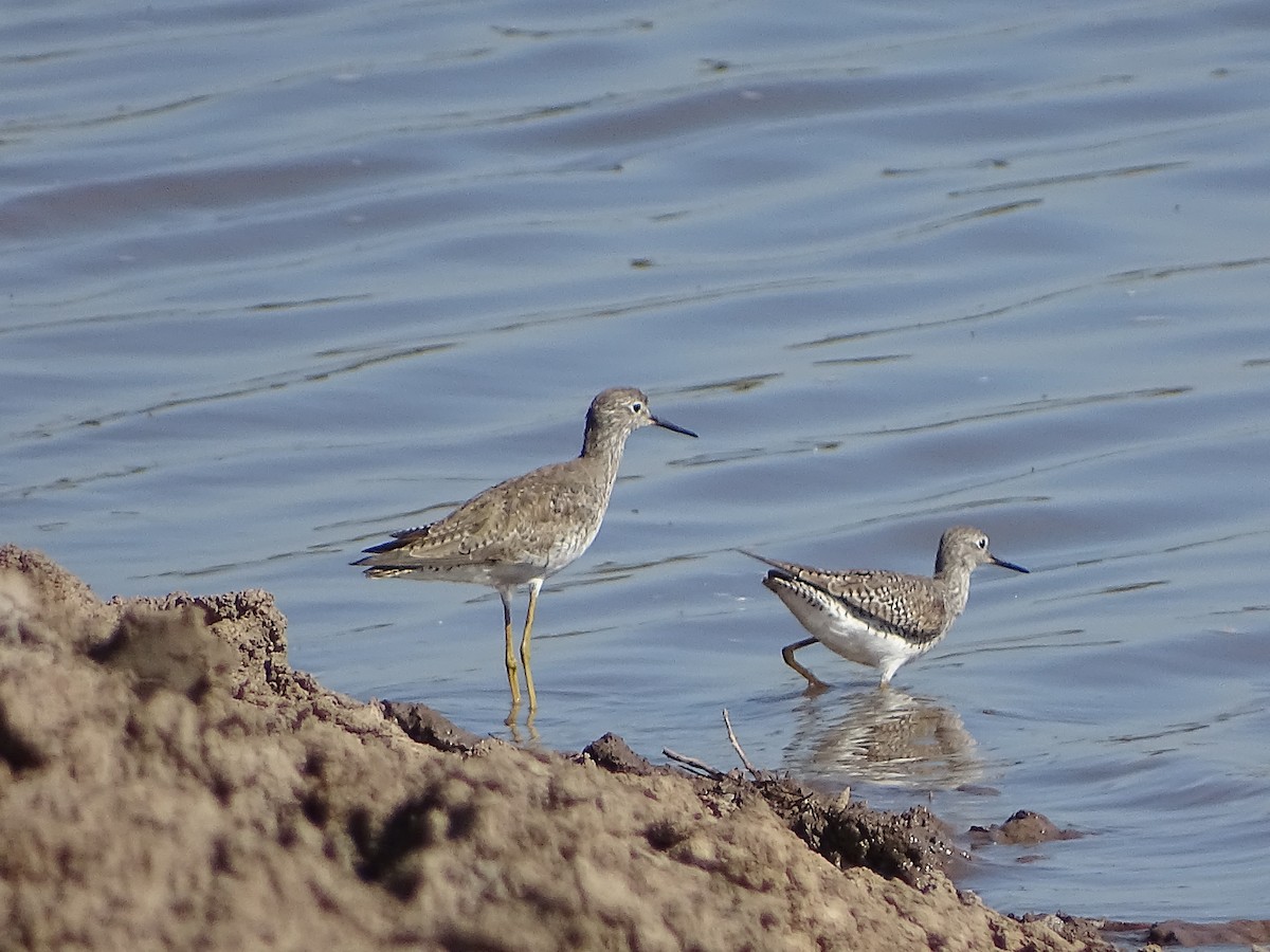 Lesser Yellowlegs - Alfonso Auerbach