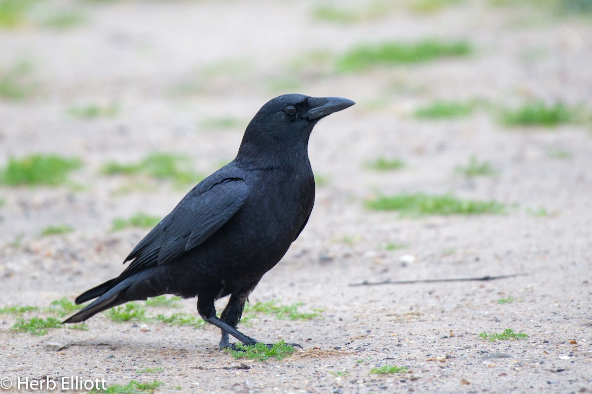 American Crow - ML142988251