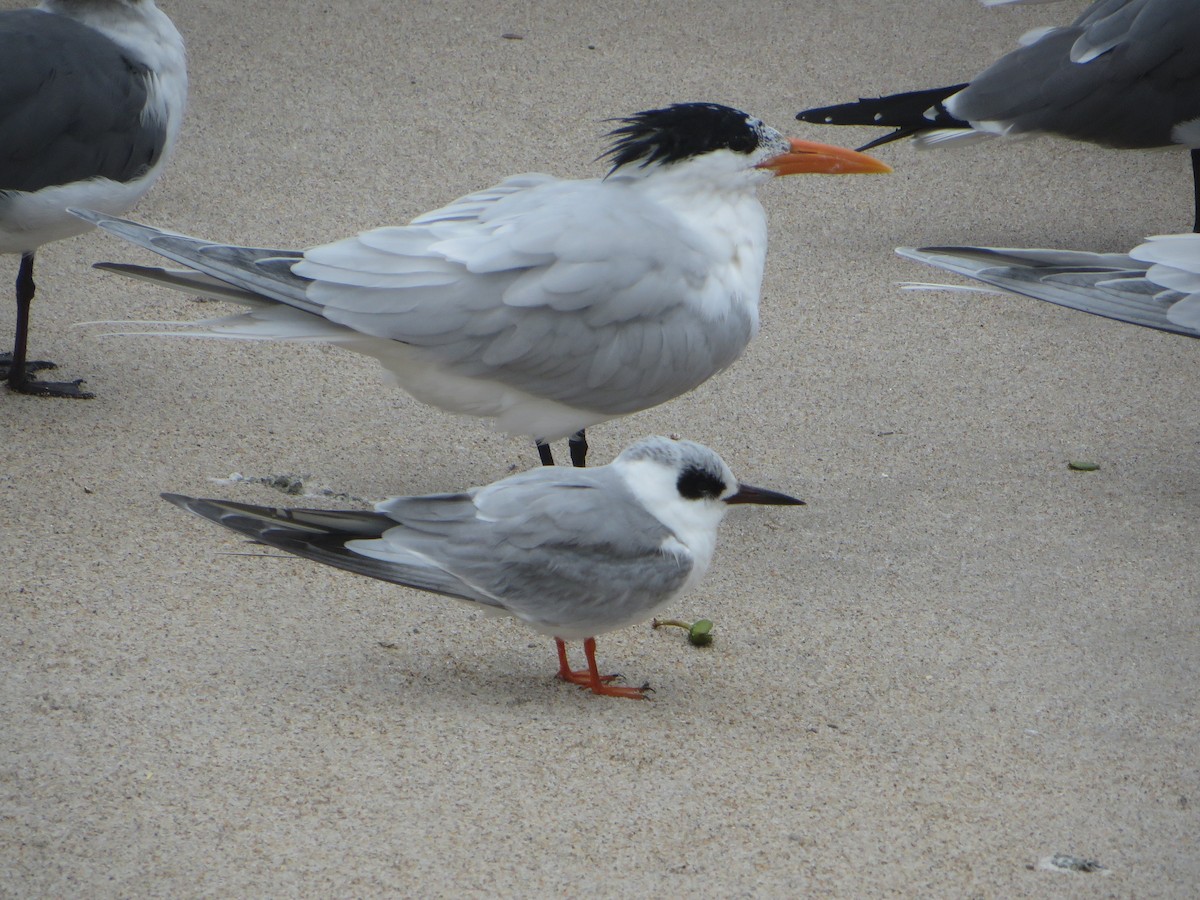 Forster's Tern - ML142988581