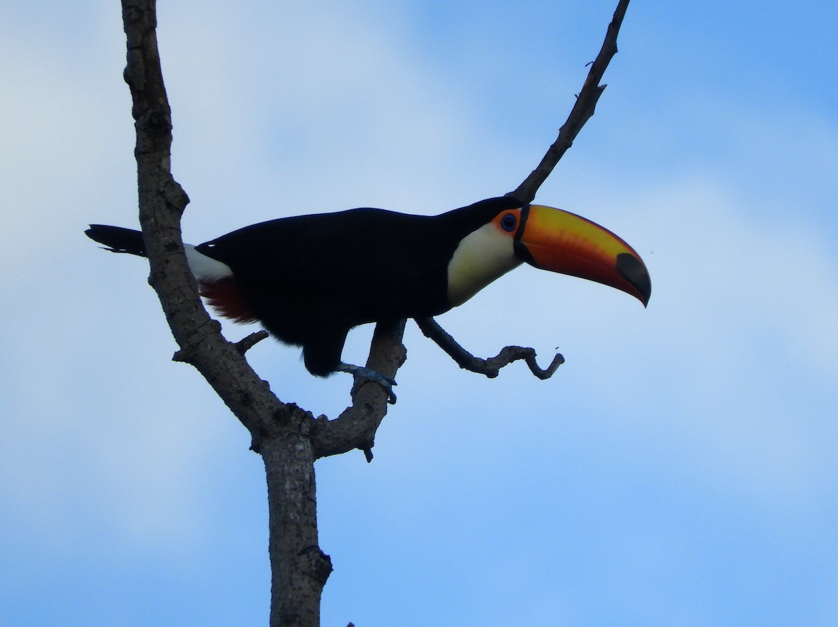 Toco Toucan - ML142989351