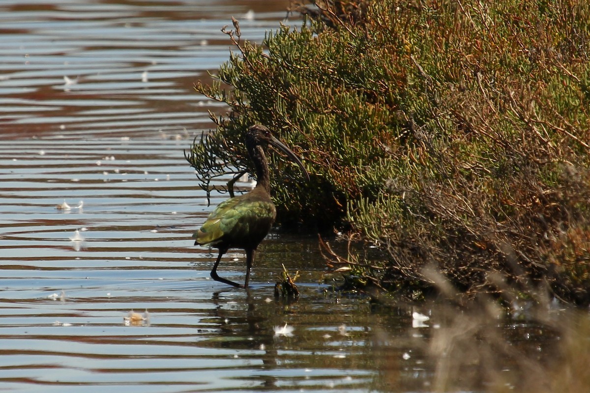 Ibis à face blanche - ML142992471