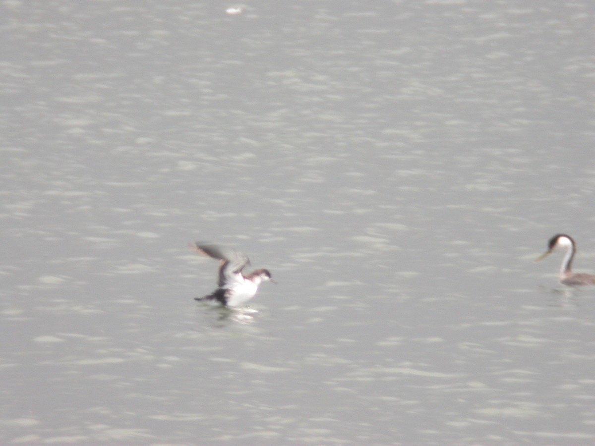 Manx Shearwater - ML142993211