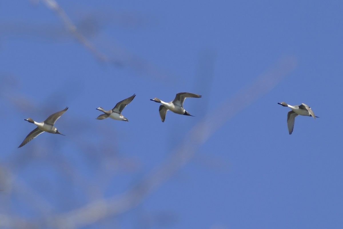 Northern Pintail - ML142993311