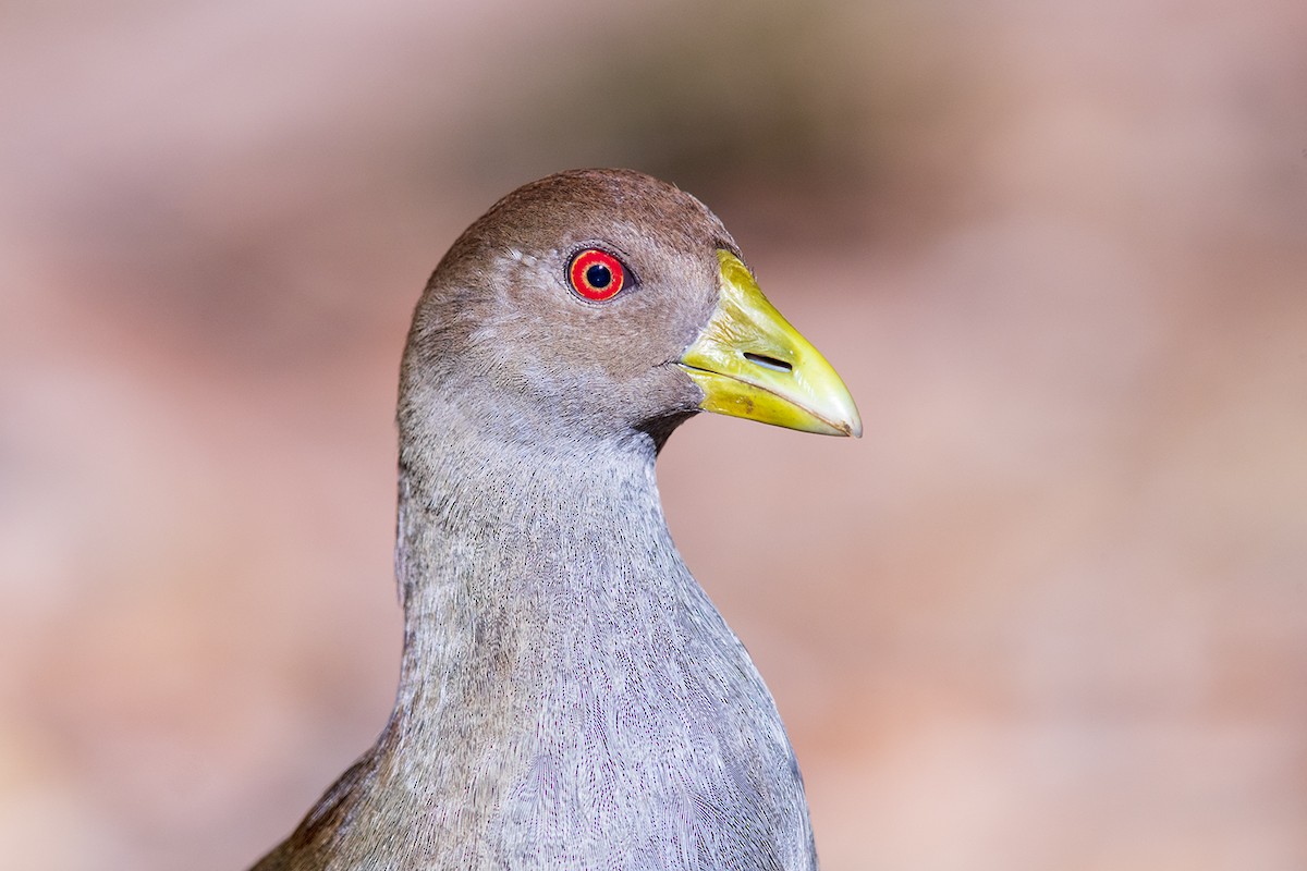 Tasmanian Nativehen - ML142995991