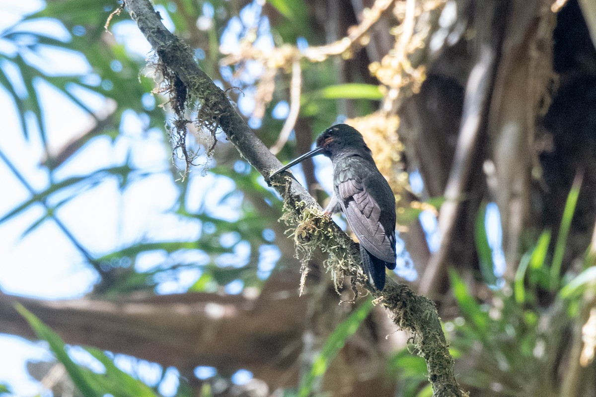 Colibrí de Bouguer Occidental - ML142996031