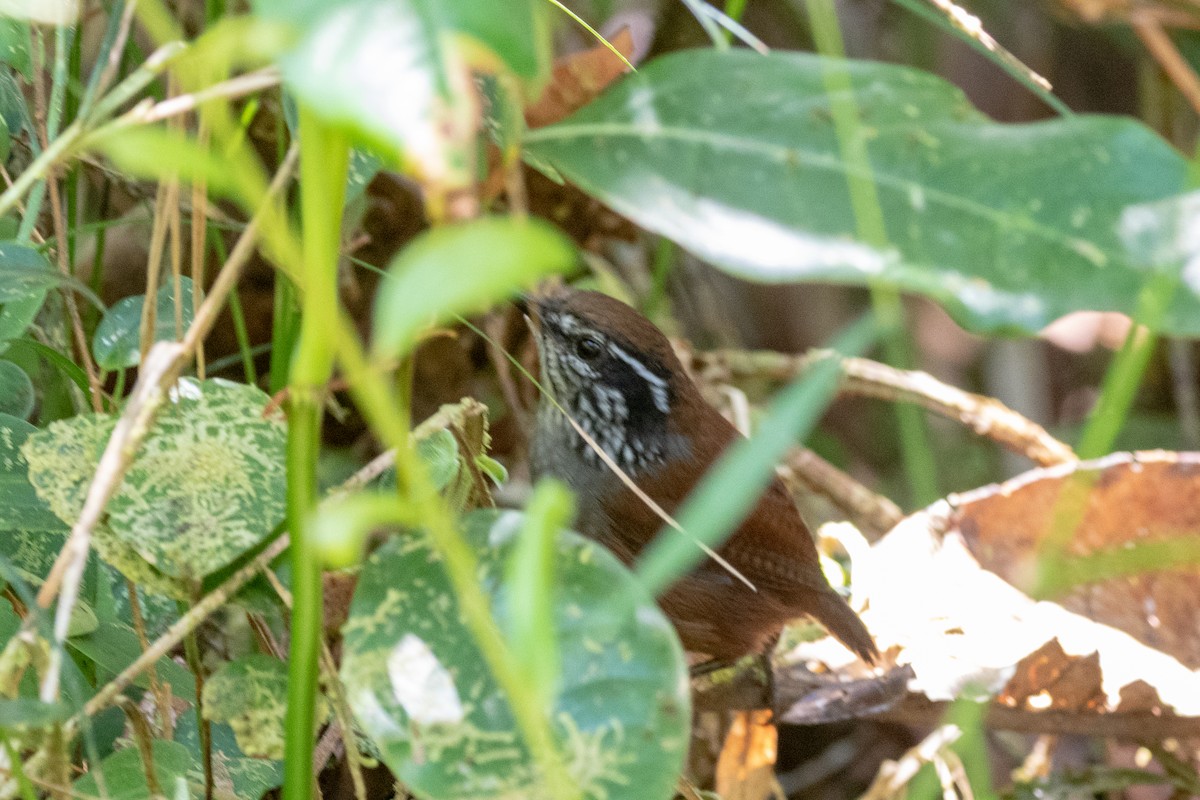 Gray-breasted Wood-Wren - ML142996101