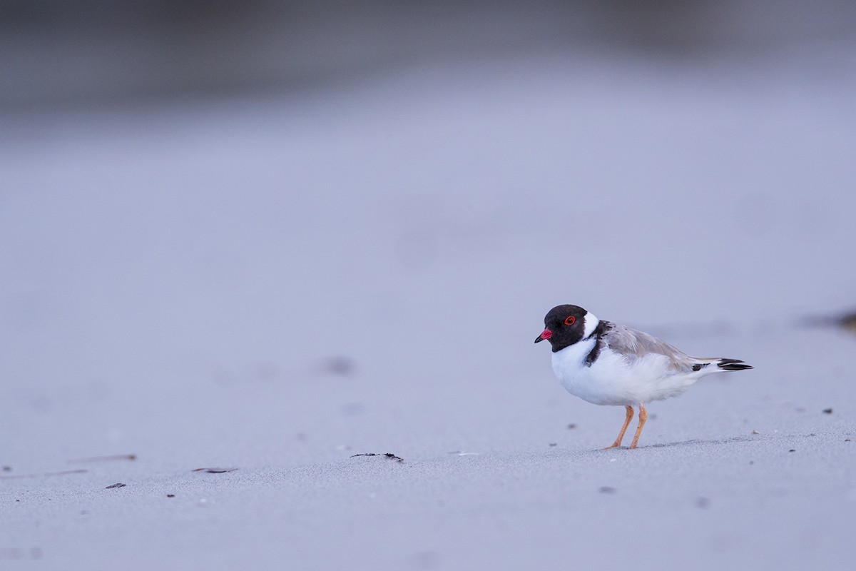 Hooded Plover - Laurie Ross | Tracks Birding & Photography Tours
