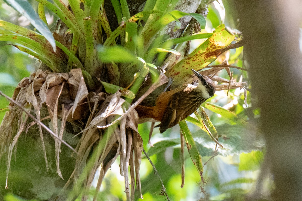 Trepamusgos Barbablanca Andino - ML142996491