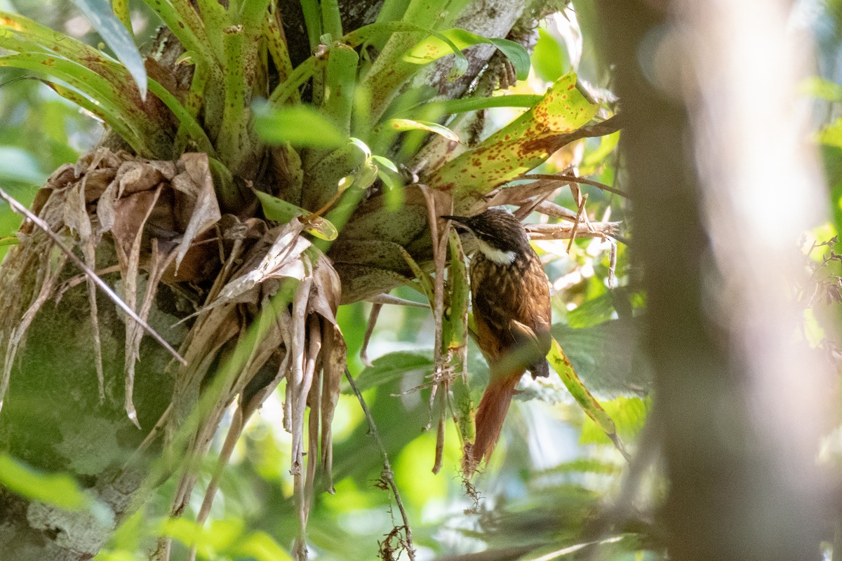 Trepamusgos Barbablanca Andino - ML142996501