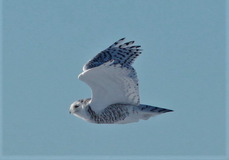 Snowy Owl - Irene Crosland