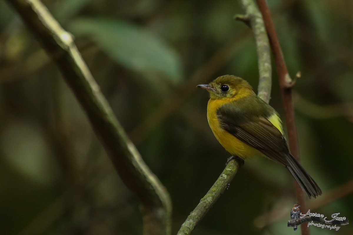 Sulphur-rumped Flycatcher - Aaron Juan