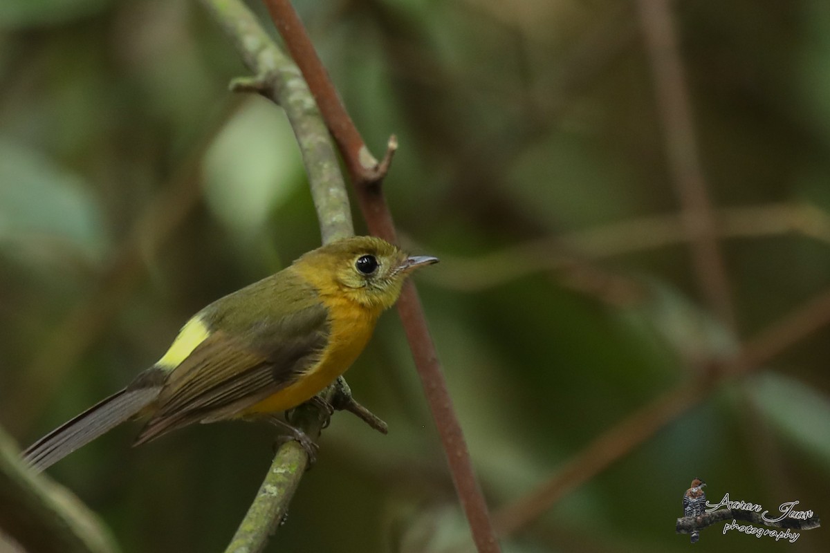 Sulphur-rumped Flycatcher - ML142997331