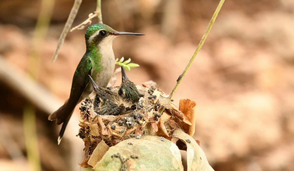 Golden-crowned Emerald - ML142998371