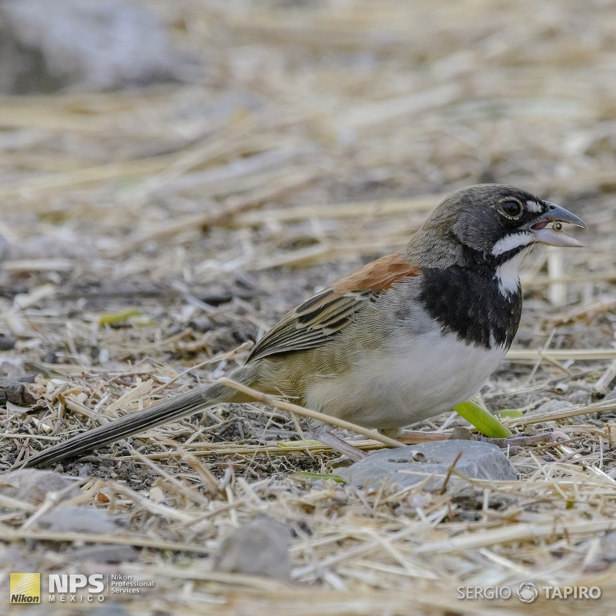Black-chested Sparrow - Sergio Tapiro Velasco