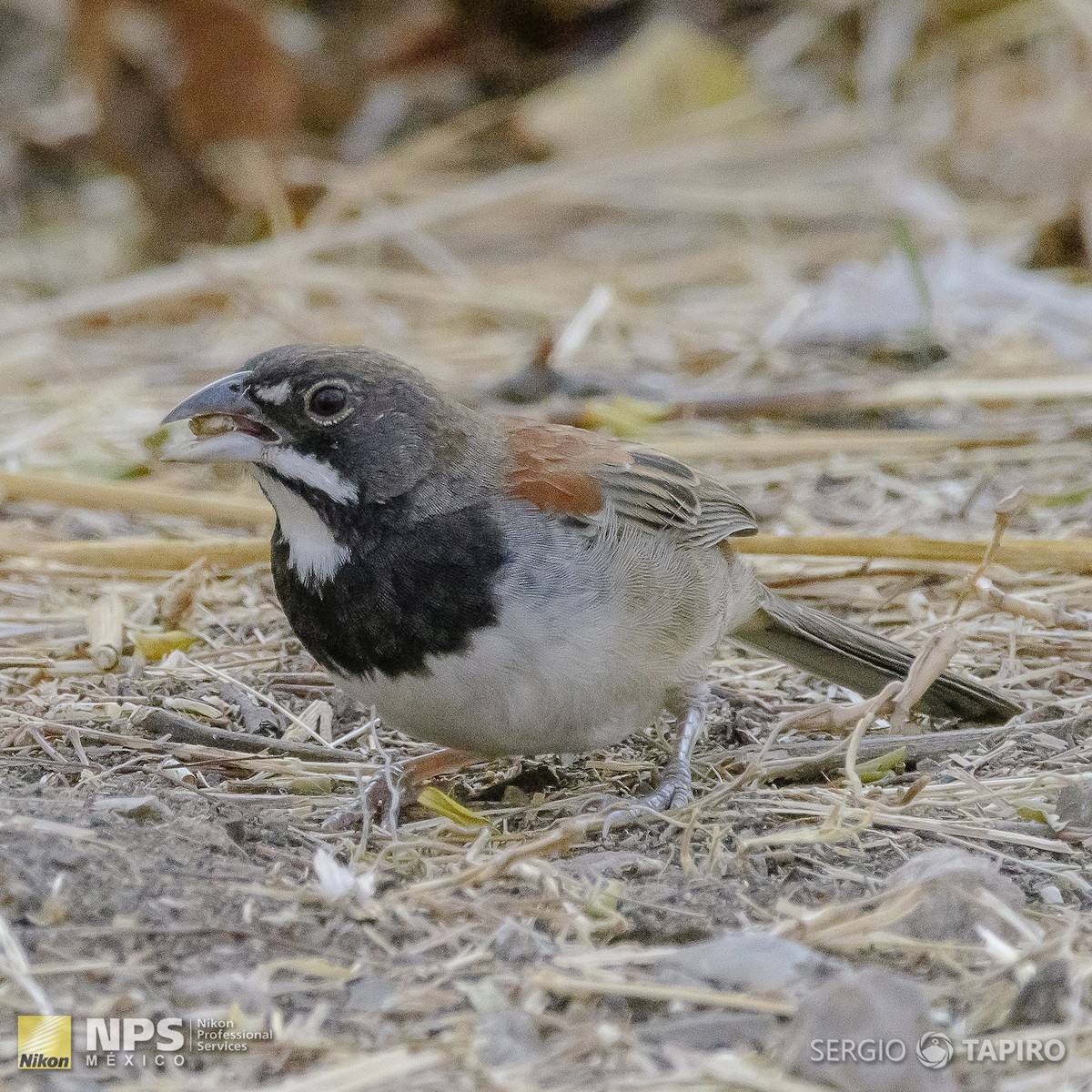 Black-chested Sparrow - Sergio Tapiro Velasco