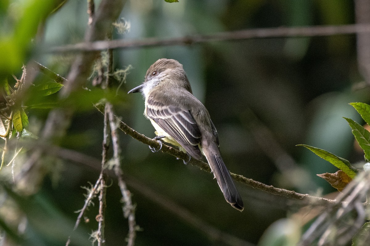 Dusky-capped Flycatcher - ML142998721