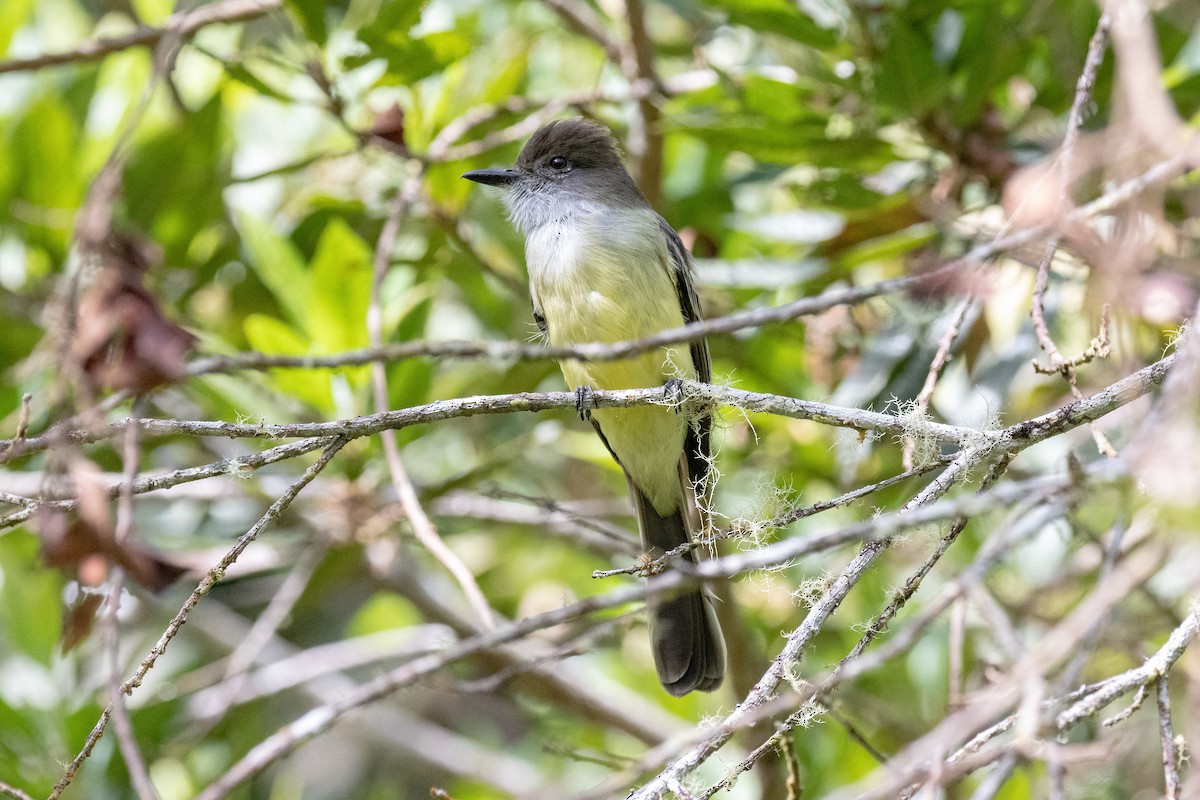 Dusky-capped Flycatcher - ML142998741