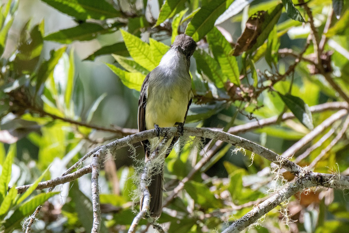 Dusky-capped Flycatcher - ML142998751