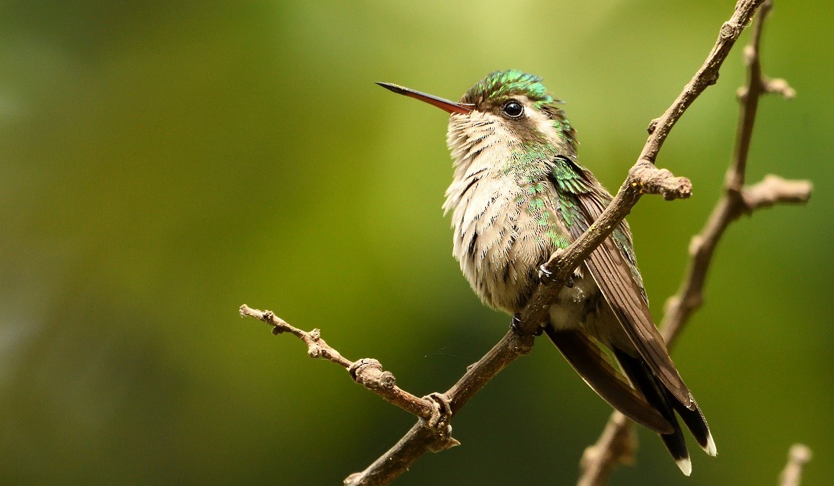 Golden-crowned Emerald - ML142998851