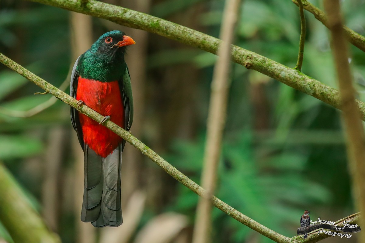 Slaty-tailed Trogon - Aaron Juan