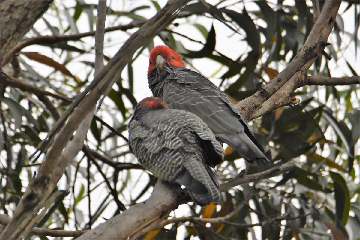 Gang-gang Cockatoo - ML142999261