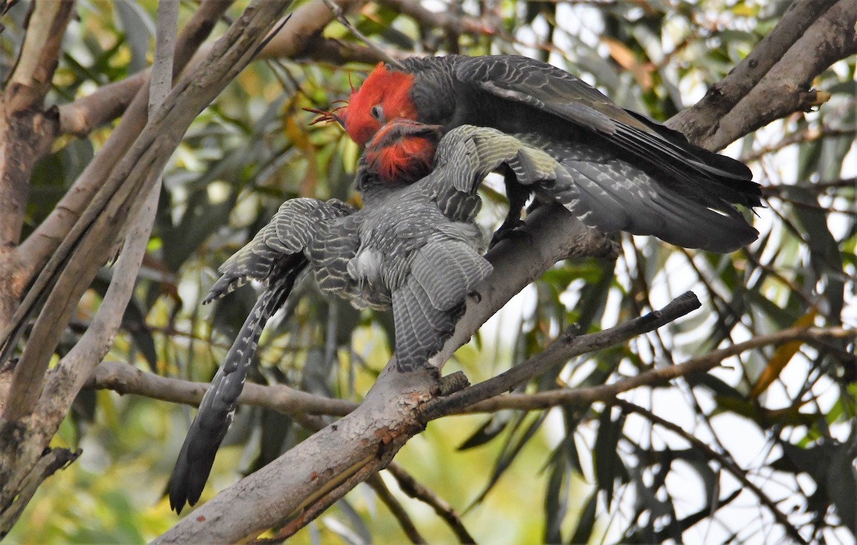 Gang-gang Cockatoo - ML142999271