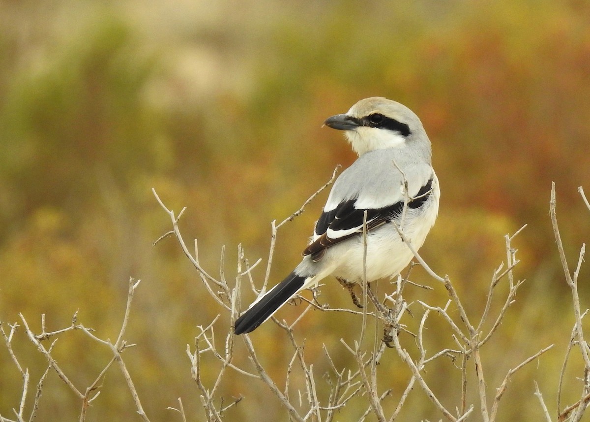 Great Gray Shrike (Steppe) - ML142999371