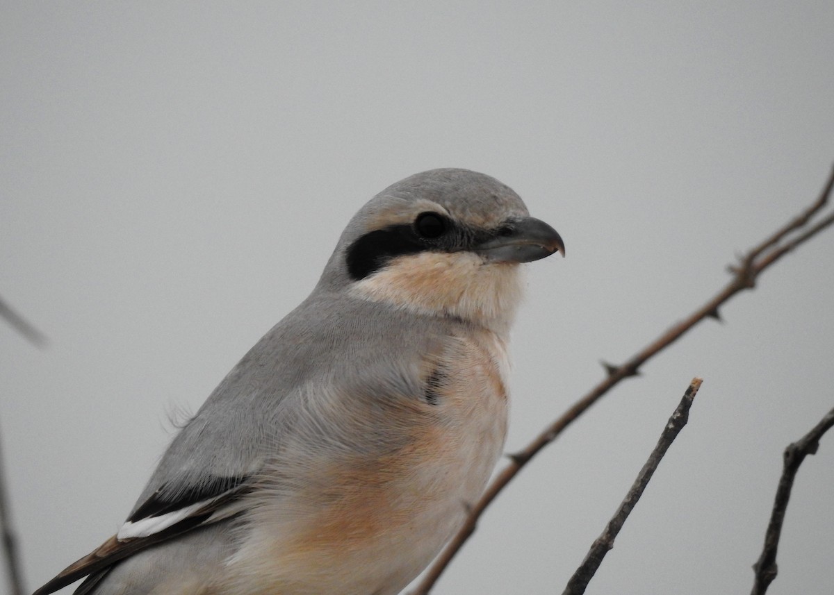 Great Gray Shrike (Steppe) - ML142999381