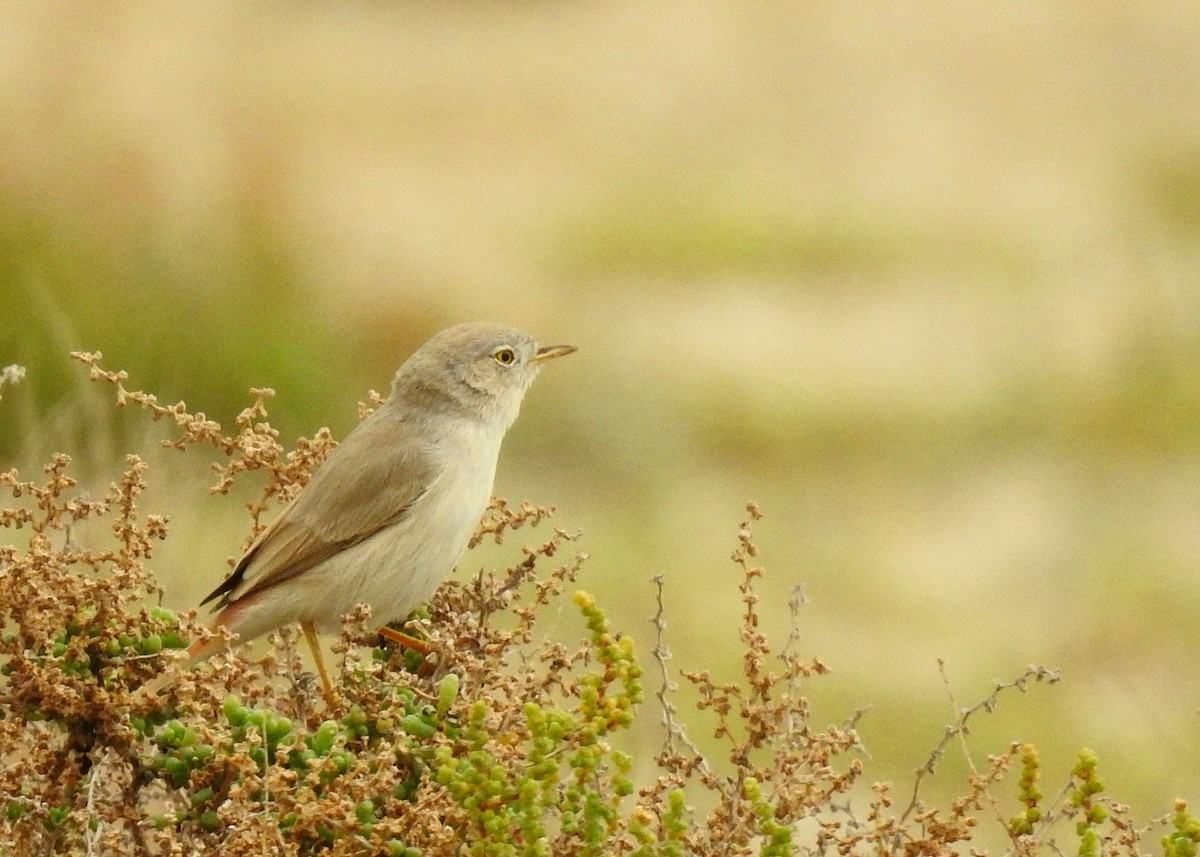 Asian Desert Warbler - ML142999421