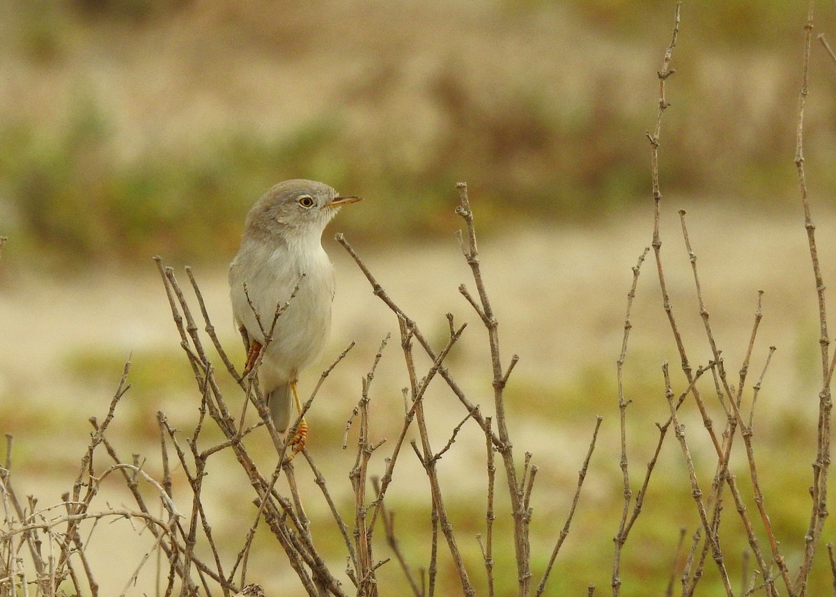 Asian Desert Warbler - ML142999441