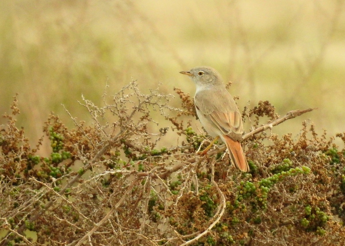 Asian Desert Warbler - ML142999451