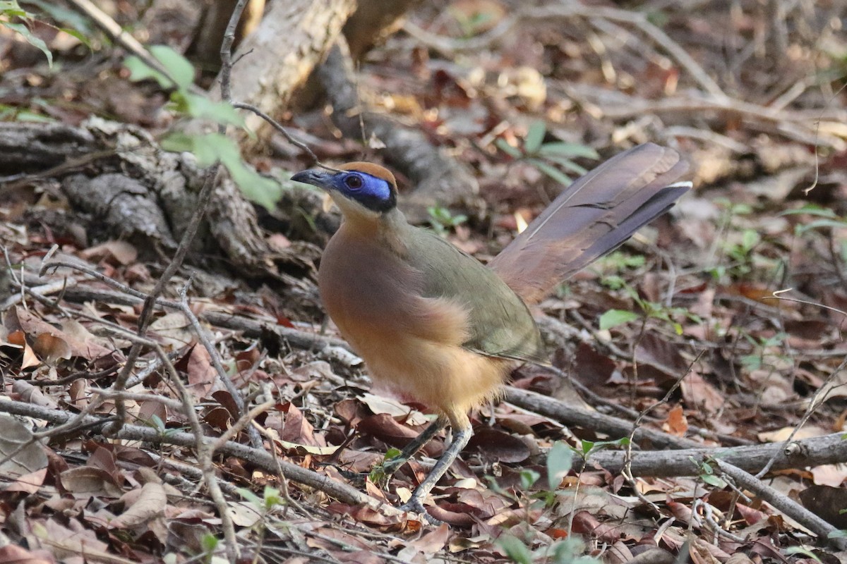 Coua à tête rousse (ruficeps) - ML143003081