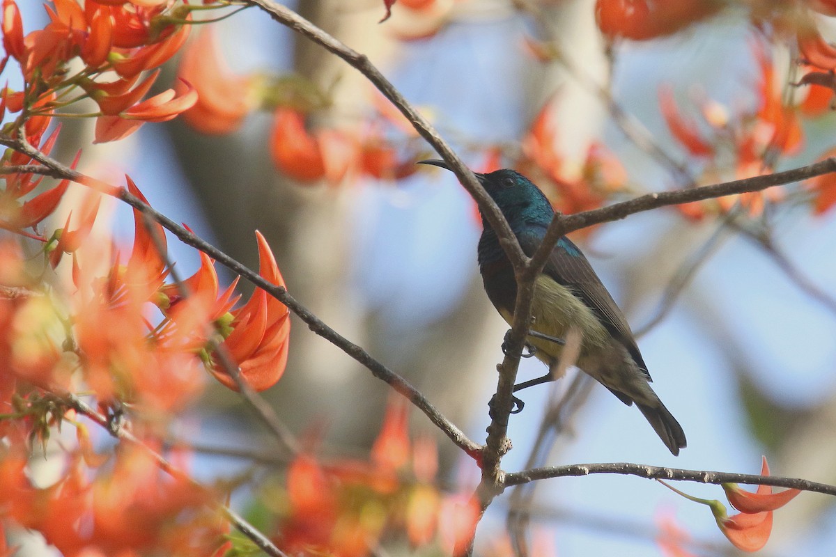 Malegassennektarvogel - ML143003571