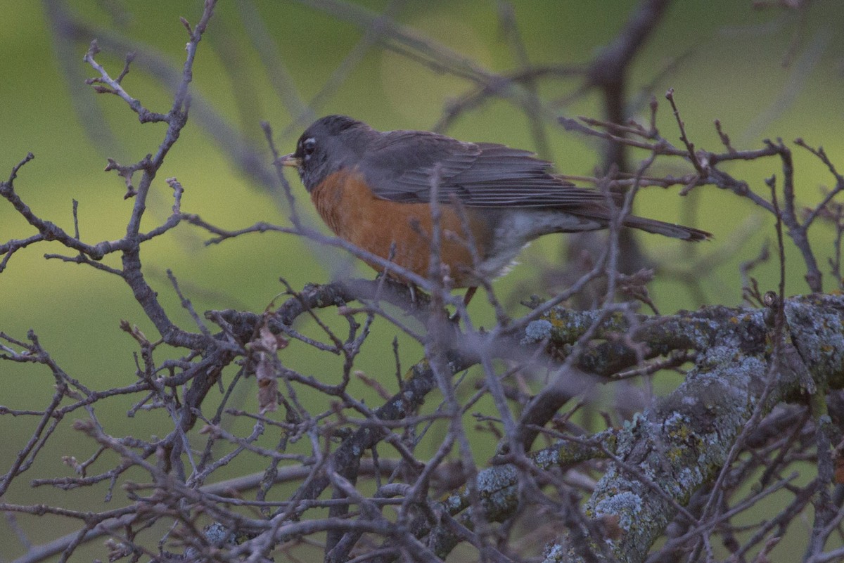 American Robin - ML143005291