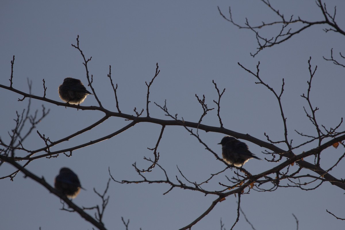 Western Bluebird - ML143005361