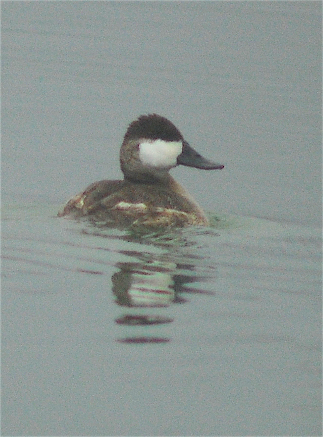 Ruddy Duck - ML143005631