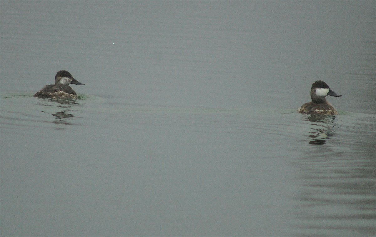 Ruddy Duck - ML143005701
