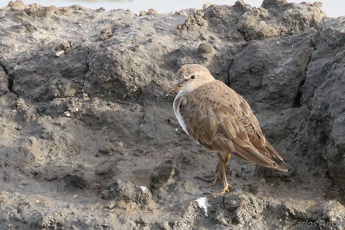 Temminck's Stint - ML143006001