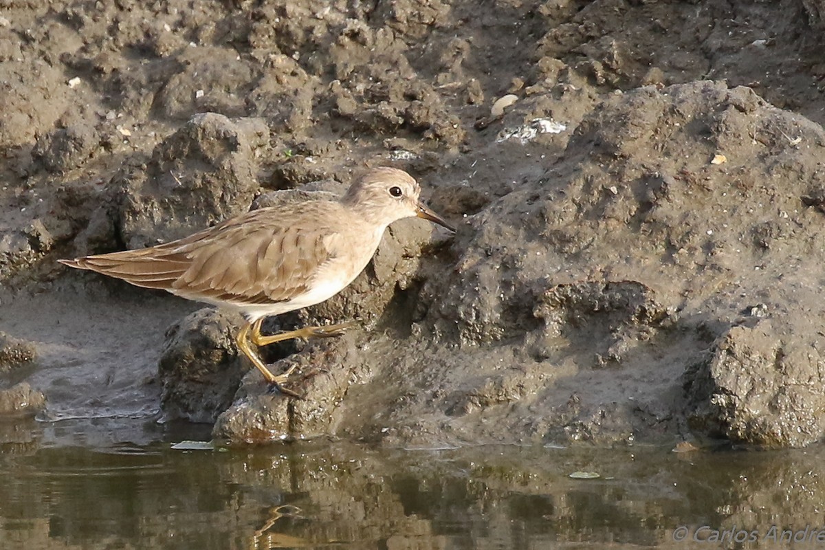 Temminck's Stint - ML143006031