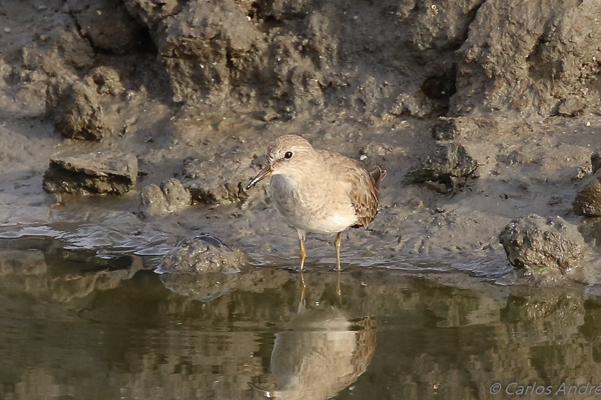 Temminck's Stint - ML143006091