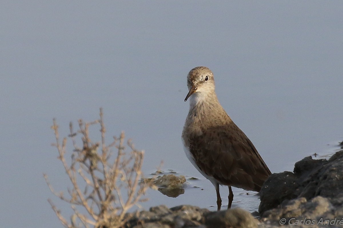 Temminck's Stint - ML143006131