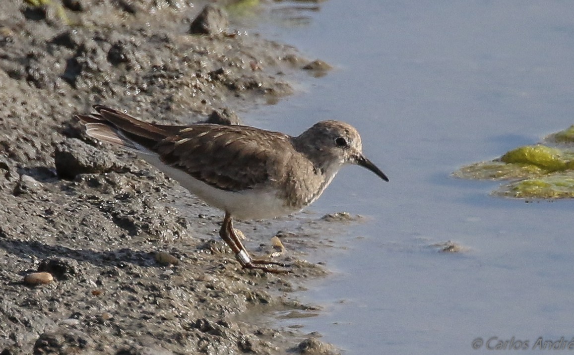 Temminck's Stint - ML143006591