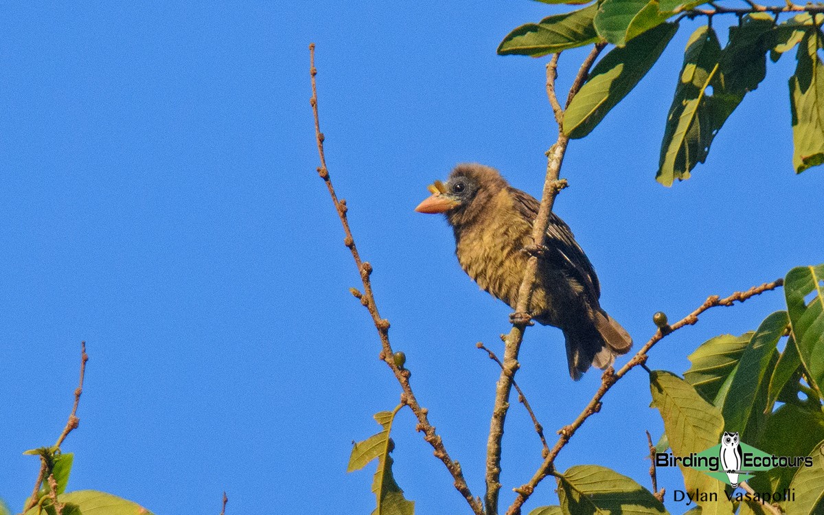 Bristle-nosed Barbet - Dylan Vasapolli - Birding Ecotours