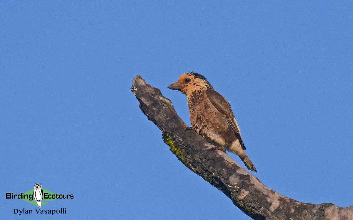 Strohkopf-Bartvogel - ML143008241