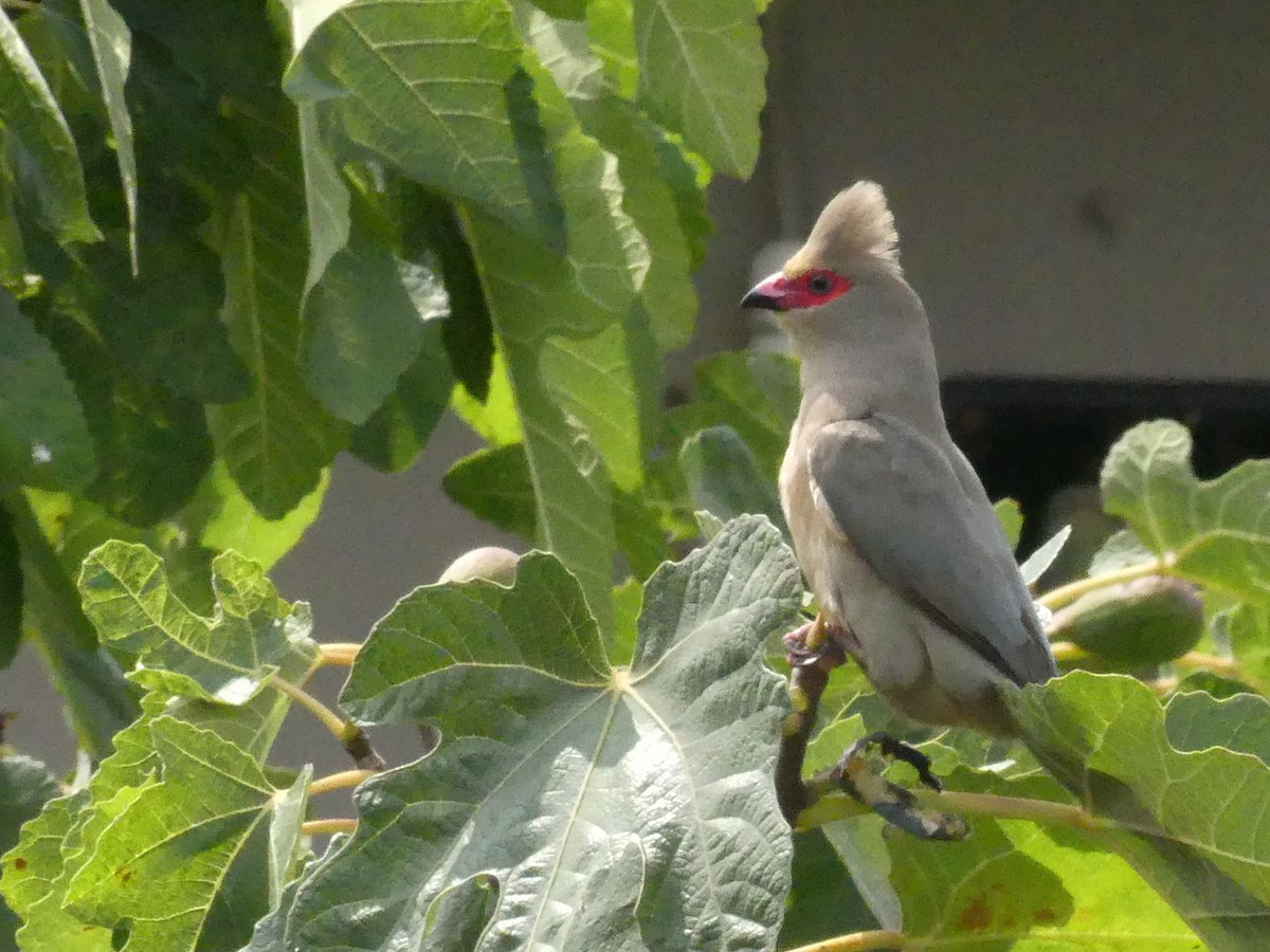 Red-faced Mousebird - Andrew Dobson