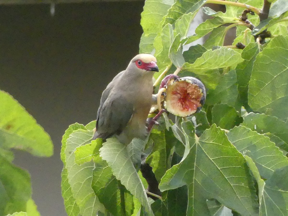 Red-faced Mousebird - Andrew Dobson