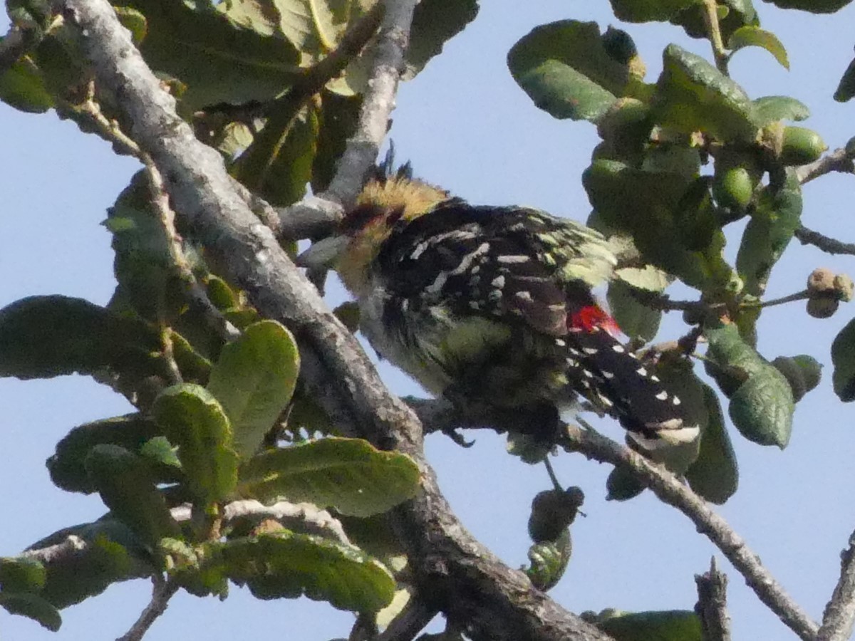 Crested Barbet - ML143008541