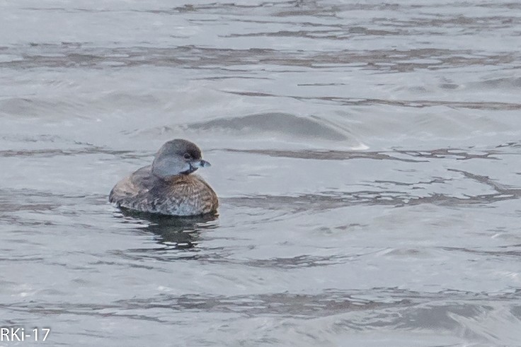 Pied-billed Grebe - ML143009391