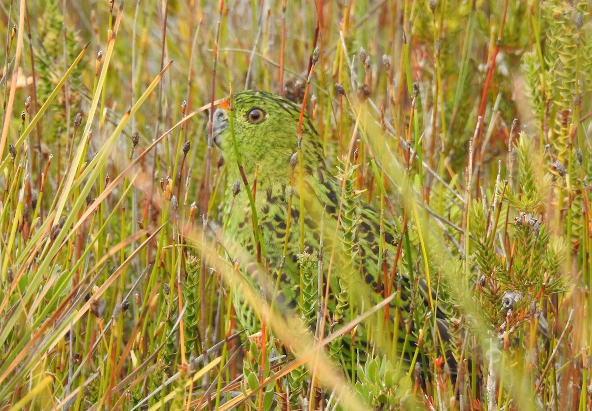 Ground Parrot - ML143009731